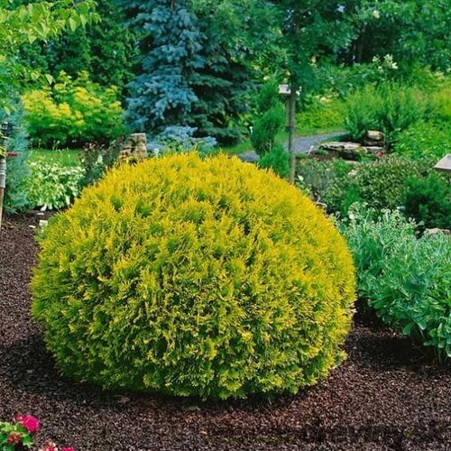 Thuja západná ‘Dawid‘ PBR 40/50 cm v črepníku 7.5 l Thuja occidentalis