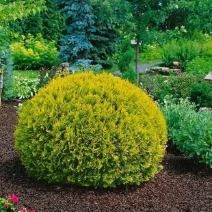 Thuja západná ‘Dawid‘ PBR 40/50 cm v črepníku 7.5 l Thuja occidentalis
