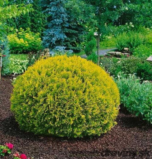 Thuja západná ‘Dawid‘ PBR 40/50 cm v črepníku 7.5 l Thuja occidentalis