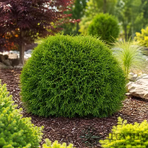 Thuja západná Green Bubble, výška 20/30cm, v črepníku Thuja occidentalis Green Bubble