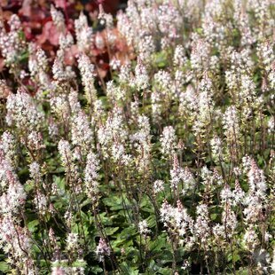 Tiarella Sugar and Spice, výška 10/15 cm, v črepníku P9 Tiarella Sugar and Spice