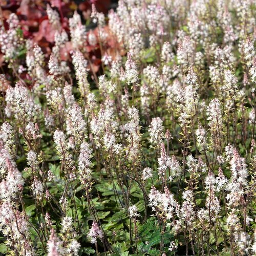 Tiarella Sugar and Spice, výška 10/15 cm, v črepníku P9 Tiarella Sugar and Spice