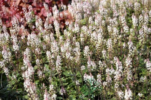 Tiarella Sugar and Spice, výška 10/15 cm, v črepníku P9 Tiarella Sugar and Spice