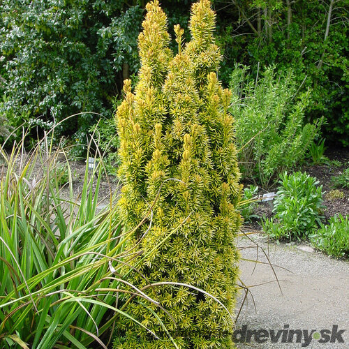 Tis červený David 20/30 cm, v črepníku Taxus baccata “David