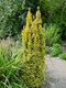 Tis červený David 20/30 cm, v črepníku Taxus baccata “David