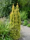 Tis červený David 20/30 cm, v črepníku Taxus baccata “David