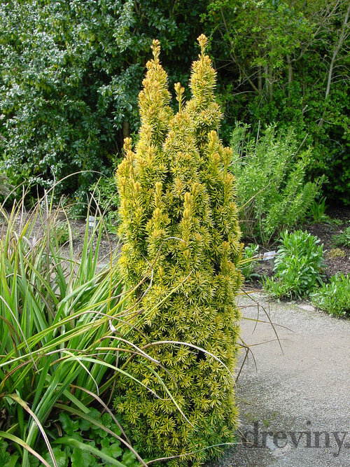 Tis červený David 20/30 cm, v črepníku Taxus baccata “David