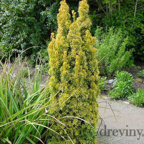Tis červený David 20/30 cm, v črepníku Taxus baccata “David