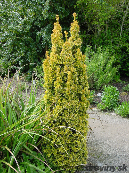 Tis červený David 20/30 cm, v črepníku Taxus baccata “David