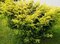 Tis červený Elegantissima 20/30 cm, v črepníku Taxus baccata Elegantissima