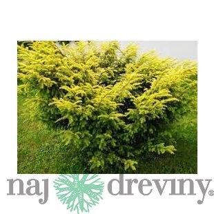 Tis červený Elegantissima 20/30 cm, v črepníku Taxus baccata Elegantissima