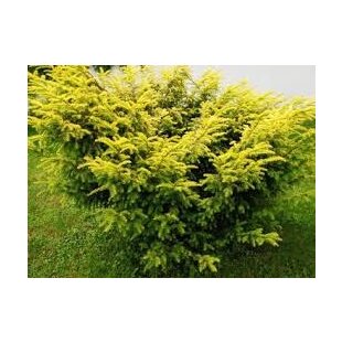 Tis červený Elegantissima 20/30 cm, v črepníku Taxus baccata Elegantissima