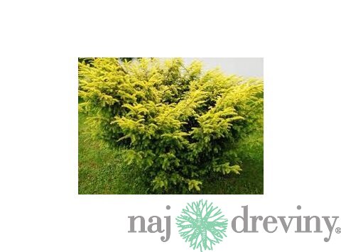 Tis červený Elegantissima 20/30 cm, v črepníku Taxus baccata Elegantissima