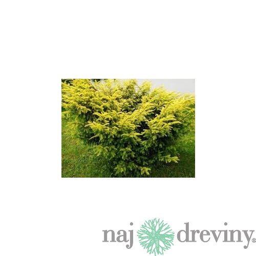 Tis červený Elegantissima 20/30 cm, v črepníku Taxus baccata Elegantissima