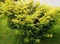Tis červený Elegantissima 20/30 cm, v črepníku Taxus baccata Elegantissima