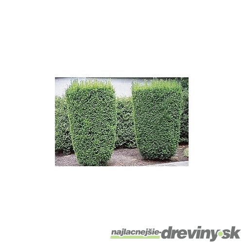 Tis Hicksii 140/160 cm v črepníku 12l Taxus Hicksii x media