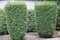 Tis Hicksii 140/160 cm v črepníku 12l Taxus Hicksii x media