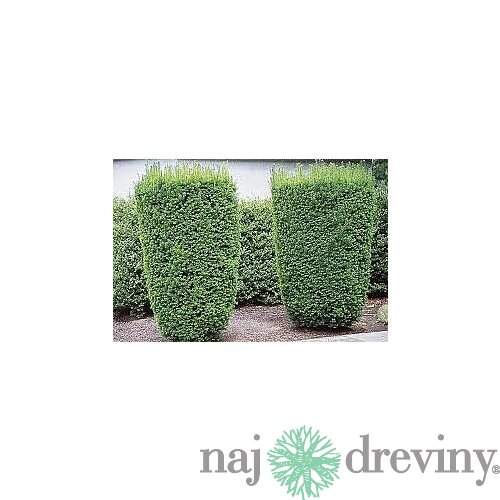 Tis Hicksii 140/160 cm v črepníku 12l Taxus Hicksii x media