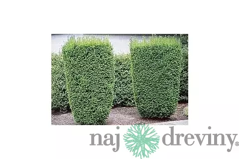 Tis Hicksii 140/160 cm v črepníku 12l Taxus Hicksii x media