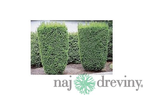 Tis Hicksii 140/160 cm v črepníku 12l Taxus Hicksii x media