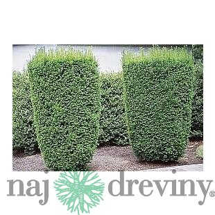 Tis Hicksii 140/160 cm v črepníku 12l Taxus Hicksii x media