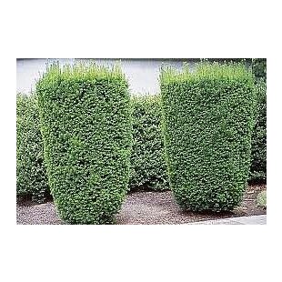 Tis Hicksii 140/160 cm v črepníku 12l Taxus Hicksii x media