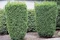 Tis Hicksii 140/160 cm v črepníku 12l Taxus Hicksii x media