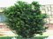 Tis obyčajný aj na živý plot, výška 25/40 cm, v črepníku Taxus baccata