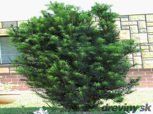 Tis obyčajný aj na živý plot, výška 25/40 cm, v črepníku Taxus baccata