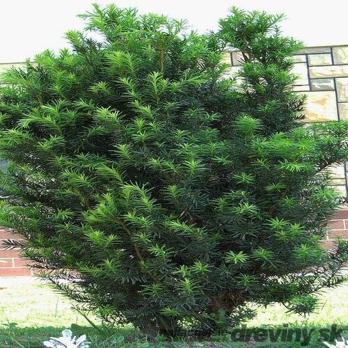 Tis obyčajný aj na živý plot, výška 25/40 cm, v črepníku Taxus baccata