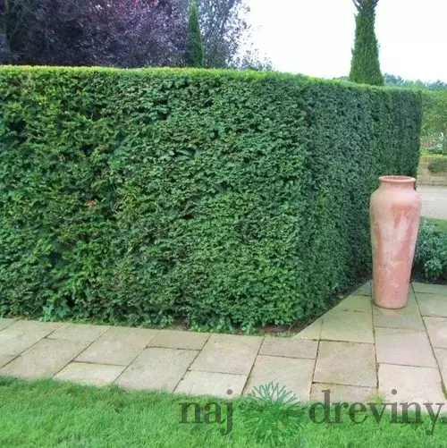Tis obyčajný aj na živý plot, výška 25/40 cm, v črepníku Taxus baccata