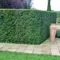 Tis obyčajný aj na živý plot, výška 25/40 cm, v črepníku Taxus baccata
