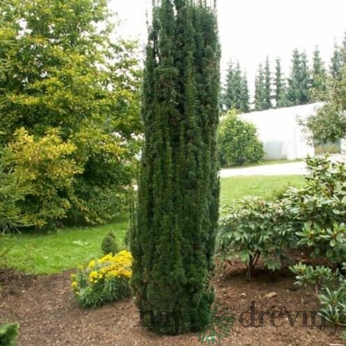 Tis obyčajný Fastigiata, 40/60 cm, v črepníku Taxus baccata Fastigiata