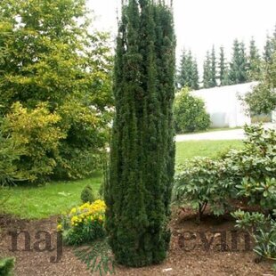 Tis obyčajný Fastigiata, 40/60 cm, v črepníku Taxus baccata Fastigiata