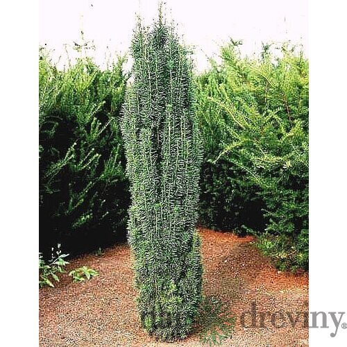 Tis obyčajný Fastigiata Robusta stĺpovitý, výška 30/40 cm, v črepníku 2l Taxus baccata fastigiata robusta
