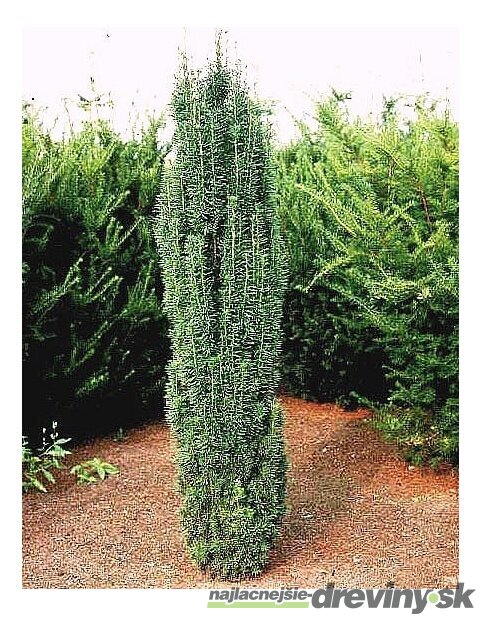Tis obyčajný Fastigiata Robusta stĺpovitý, výška 30/40 cm, v črepníku 2l Taxus baccata fastigiata robusta