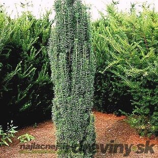 Tis obyčajný Fastigiata Robusta stĺpovitý, výška 30/40 cm, v črepníku 2l Taxus baccata fastigiata robusta