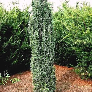Tis obyčajný Fastigiata Robusta stĺpovitý, výška 30/40 cm, v črepníku 2l Taxus baccata fastigiata robusta
