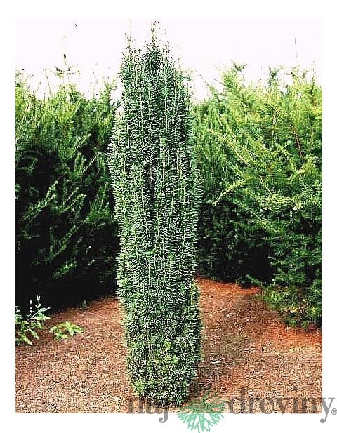Tis obyčajný Fastigiata Robusta stĺpovitý, výška 30/40 cm, v črepníku 2l Taxus baccata fastigiata robusta