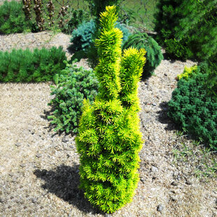 Tis obyčajný stĺpovitý David 30/40 cm, v črepníku 2l Taxus baccata David