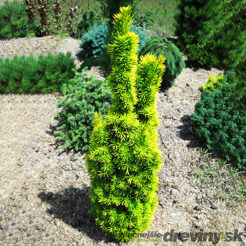 Tis obyčajný stĺpovitý David 30/40 cm, v črepníku 2l Taxus baccata David