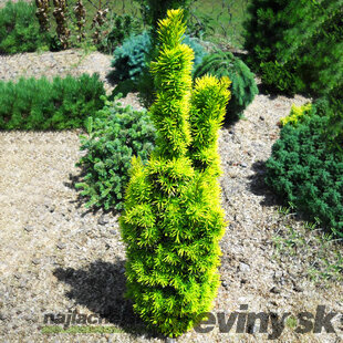 Tis obyčajný stĺpovitý David 30/40 cm, v črepníku 2l Taxus baccata David