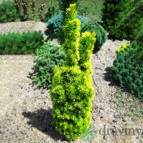 Tis obyčajný stĺpovitý David 30/40 cm, v črepníku 2l Taxus baccata David