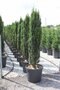 Tis obyčajný stĺpovitý Fastigiata Robusta 120/140 cm, v črepníku Taxus baccata fastigiata robusta