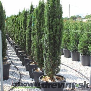 Tis obyčajný stĺpovitý Fastigiata Robusta 120/140 cm, v črepníku Taxus baccata fastigiata robusta