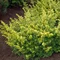 Tis obyčajný Summergold 30/40 cm v črepníku 2l Taxus baccata ‘Summergold‘