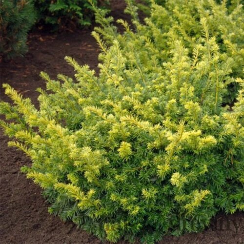 Tis obyčajný Summergold 30/40 cm v črepníku 2l Taxus baccata ‘Summergold‘