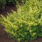 Tis obyčajný Summergold 30/40 cm v črepníku 2l Taxus baccata ‘Summergold‘