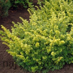 Tis obyčajný Summergold 30/40 cm v črepníku 2l Taxus baccata ‘Summergold‘