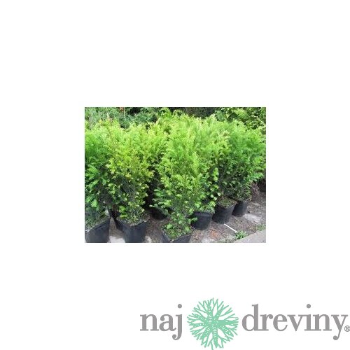 Tis prostredný Groenland 20/30 cm, v črepníku 2l Taxus media Groenland